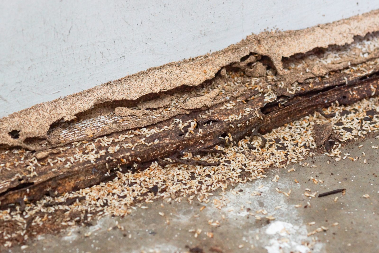 Termite damage in a house
