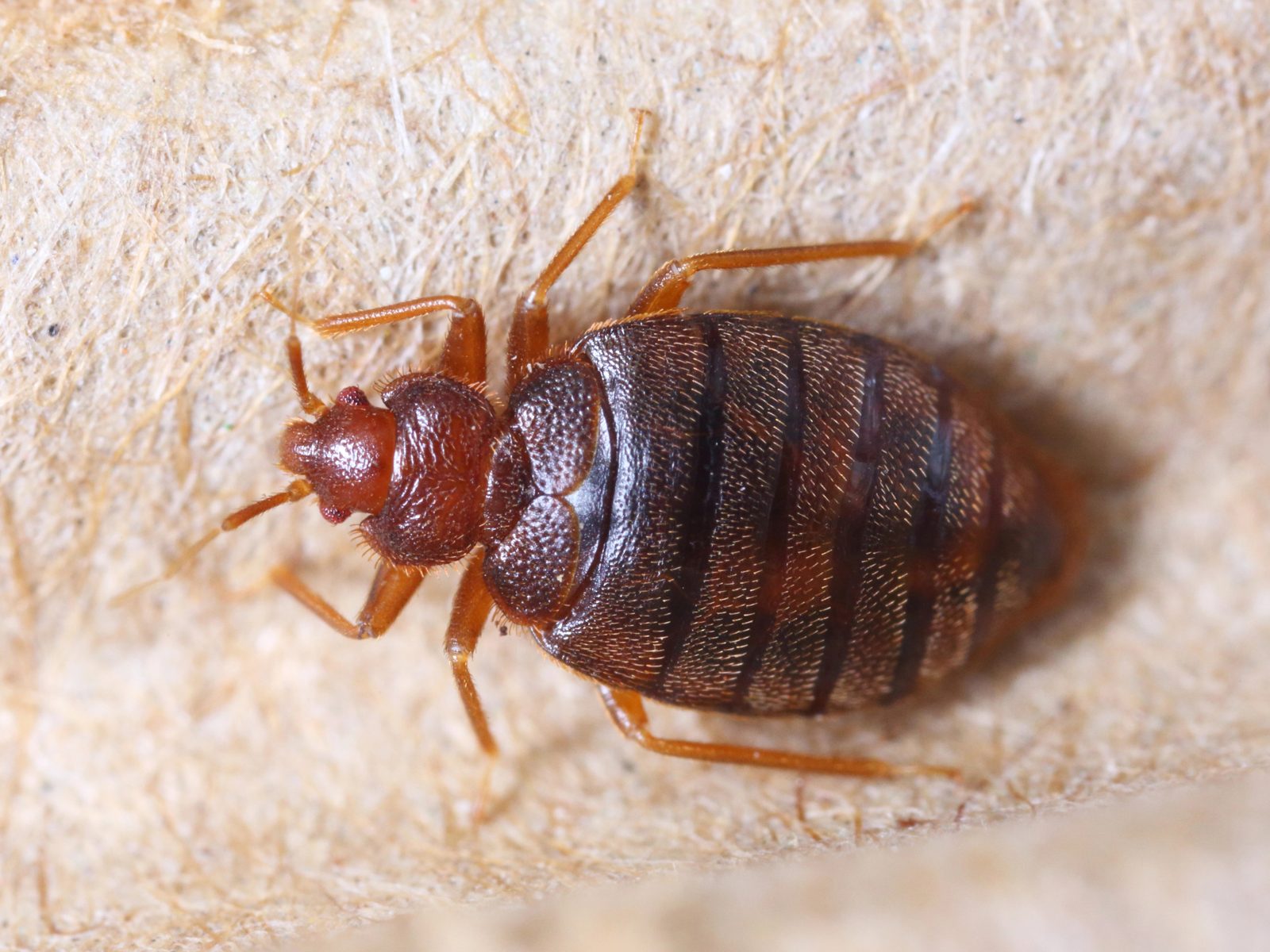 Tropical bed bug (Cimex hemipterus)