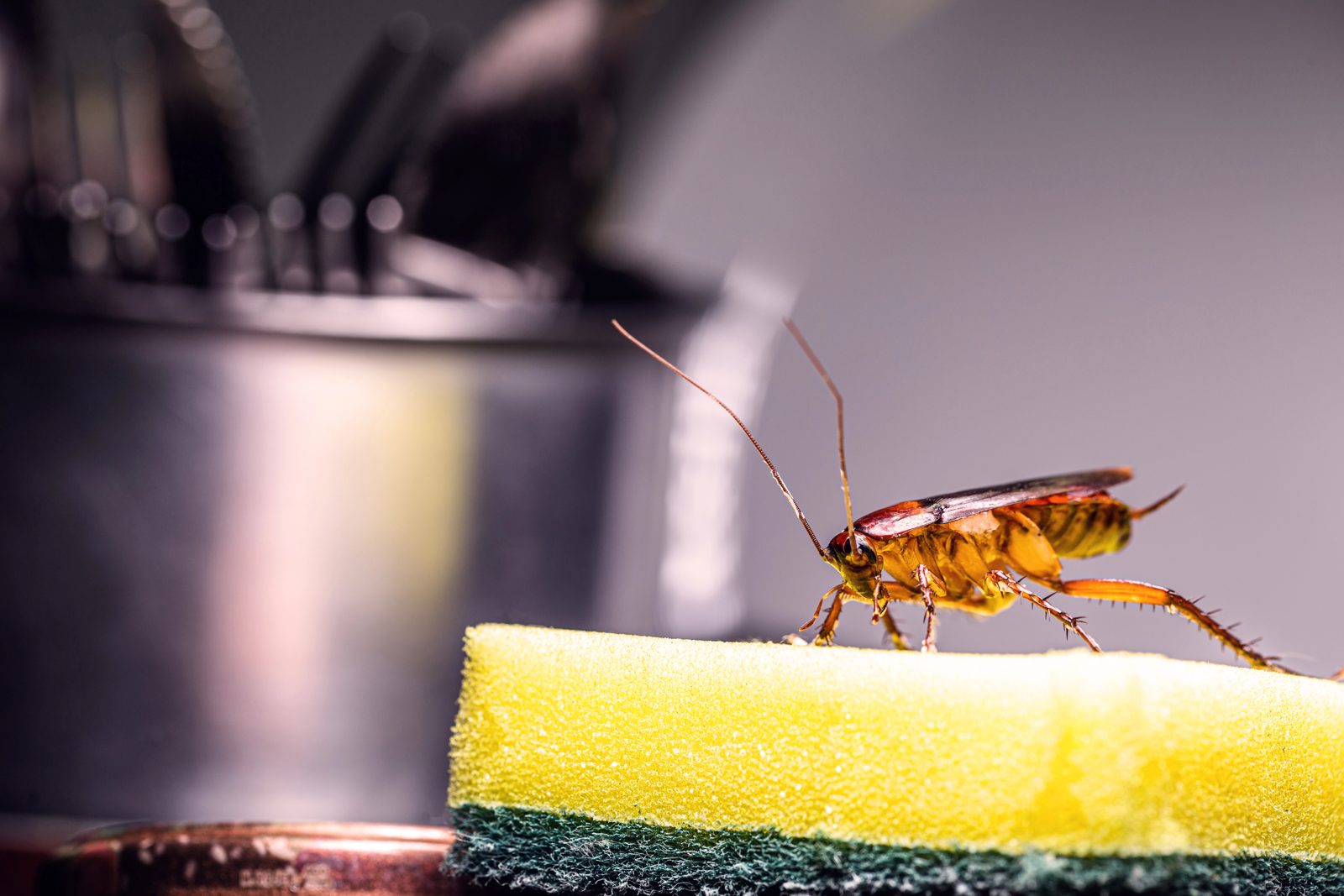 Cockroach on a kitchen sponge