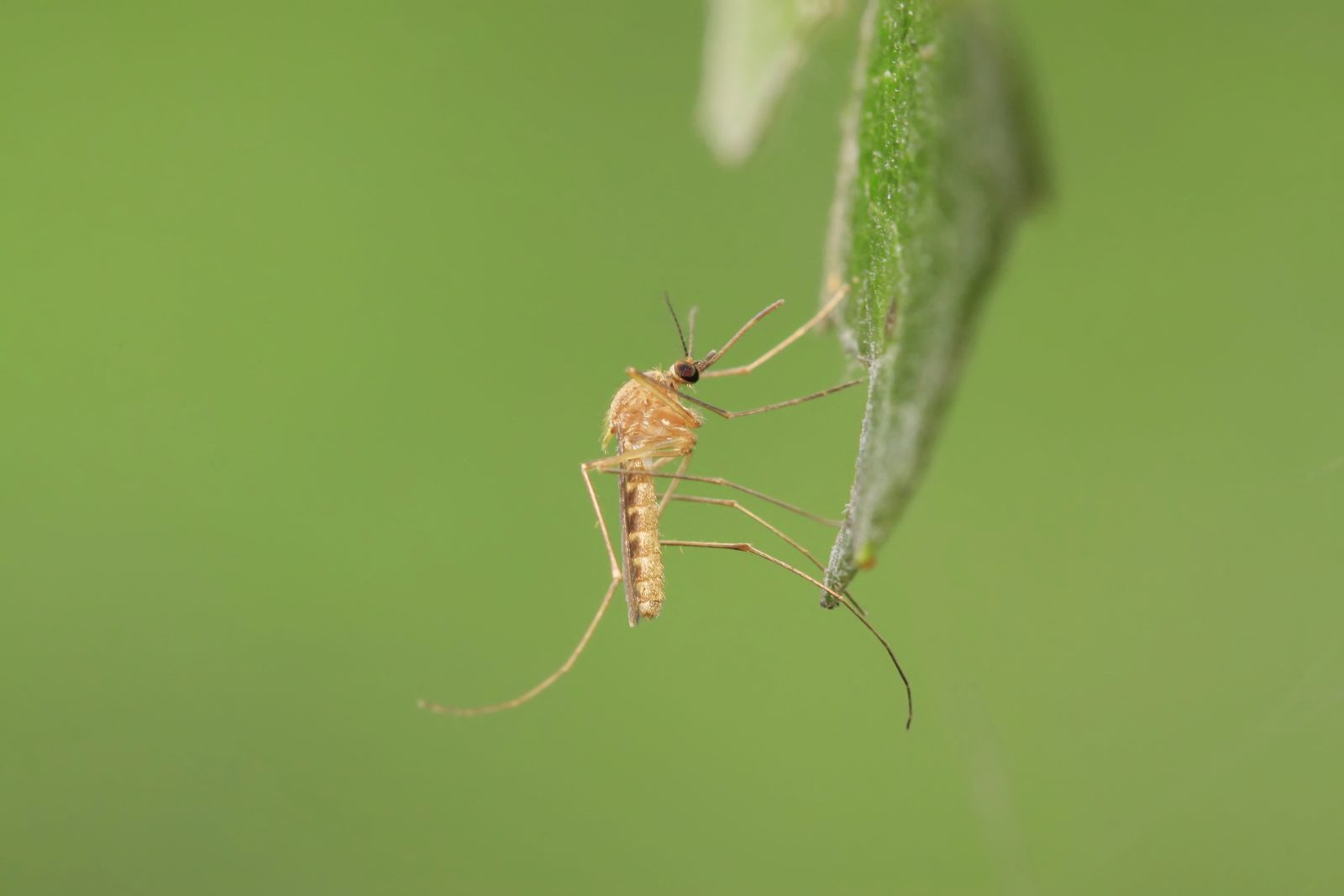 Mosquito on a plant