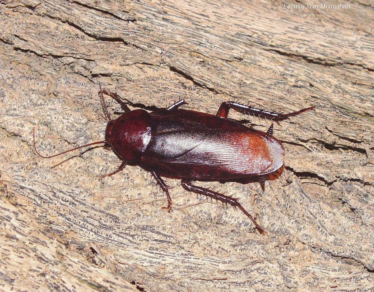 Smokybrown cockroach